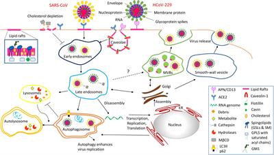 <mark class="highlighted">Coronavirus</mark> Interplay With Lipid Rafts and Autophagy Unveils Promising Therapeutic Targets